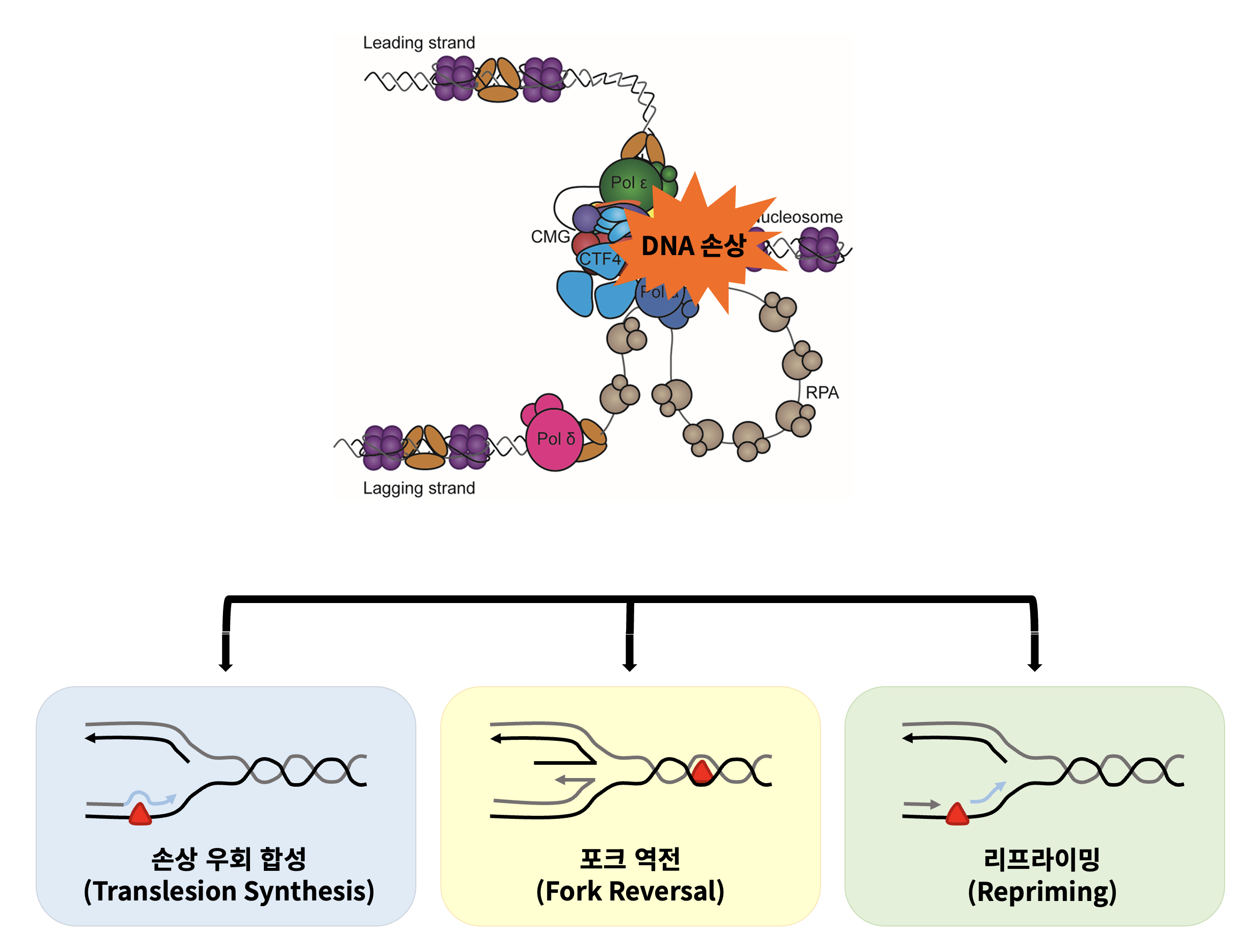 연구 분야